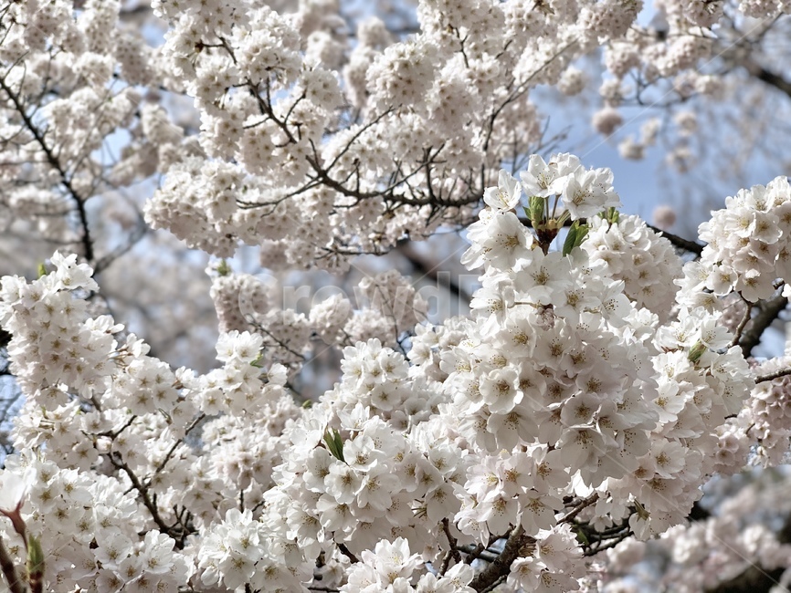 봄,벚꽃,벚꽃축제,풍경,꽃,spring,봄풍경,핑크,나들이,landscape,flower