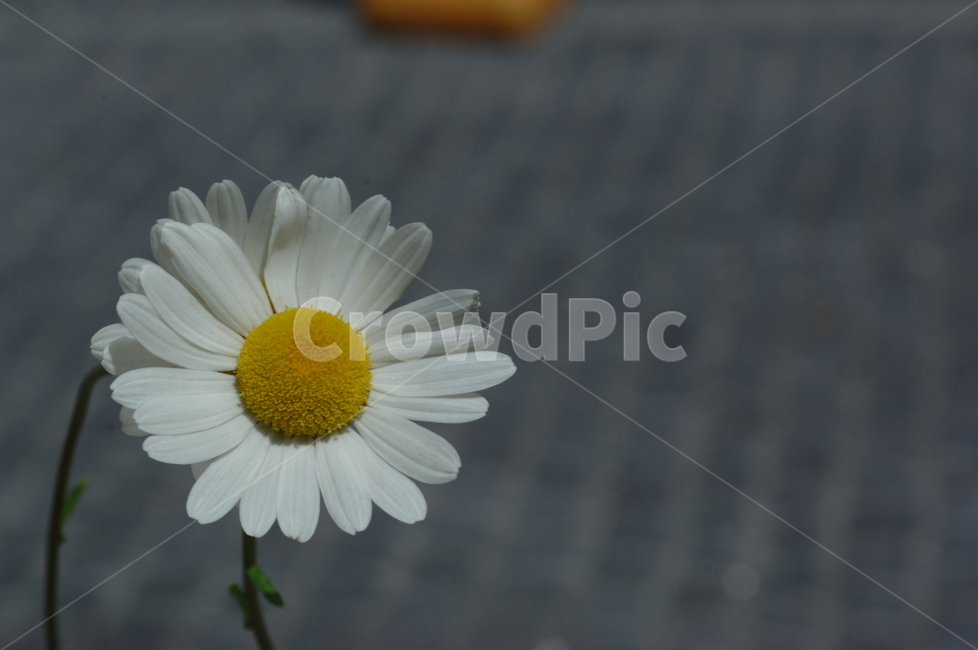 꽃,들꽃,야생화,식물,flower,plant,식물,자연,plants,nature,꽃,flower