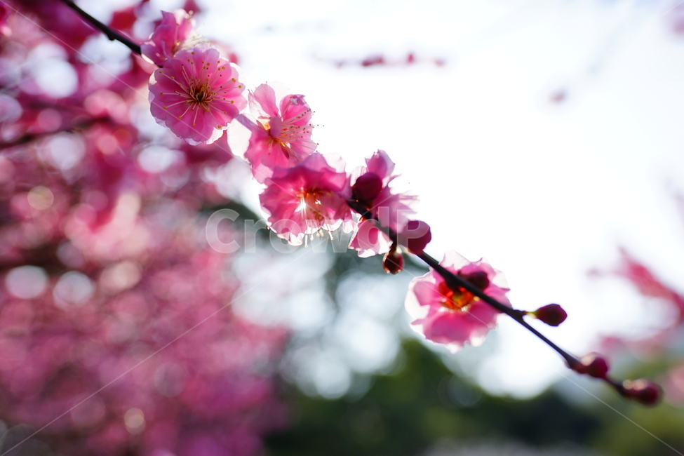 매화,홍매화,봄,봄꽃,flumblossom,spring,봄,계절,spring,season,식물,자연,plants,nature,꽃,flower,plant