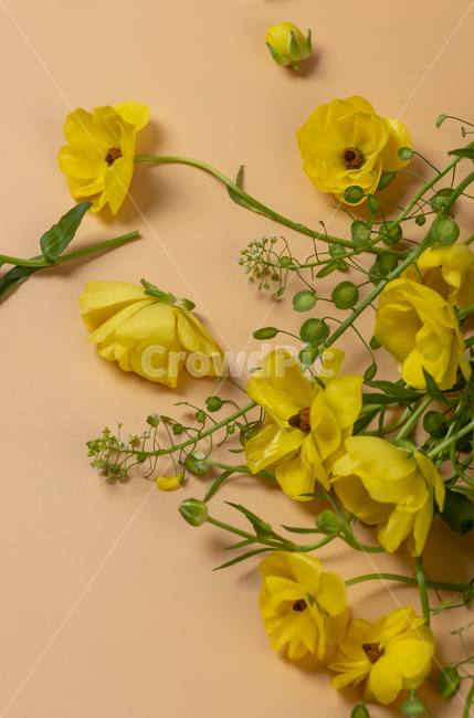 plant,식물,생화,꽃,꽃잎,노란꽃,flower,naturalflowers,floralleaf,petal,파란꽃줄기,꽃줄기,꽃받침,꽃다발,꽃,flower