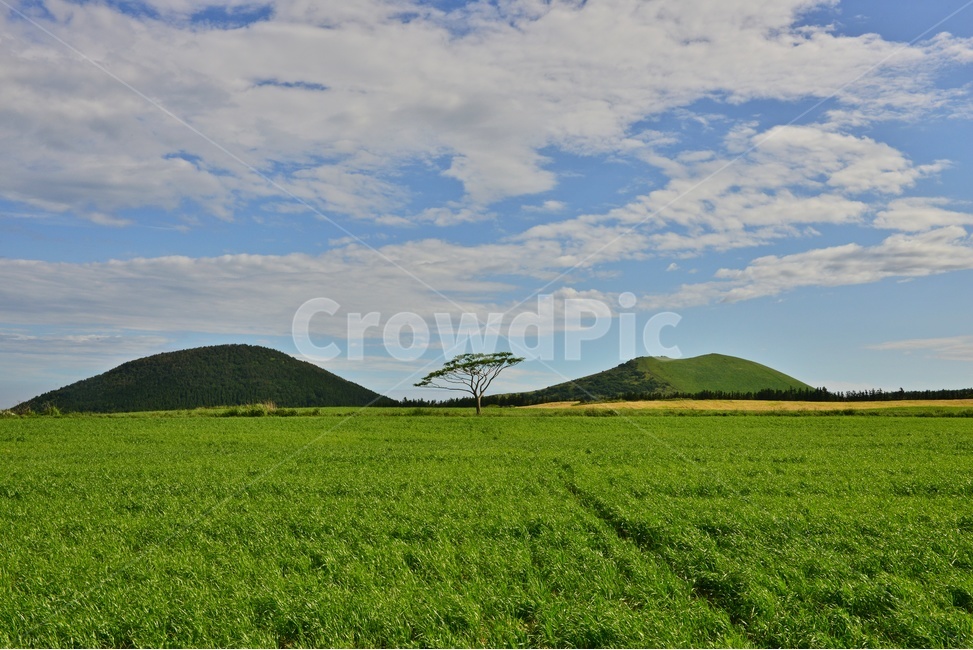 field,들,grassland,목초지,제주,한라산봄,봄,계절,nature,자연,outdoors,옥외,hill,언덕,scenery,풍경,landscape,경치,경관,제주비경,제주봄,청보리,목장,농사,농업,경작,농경,새별오름,오름