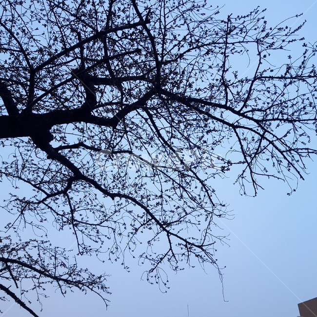 나무,봄꽃,꽃봉우리,bloom,봄,자연,풍경,nature,landscape