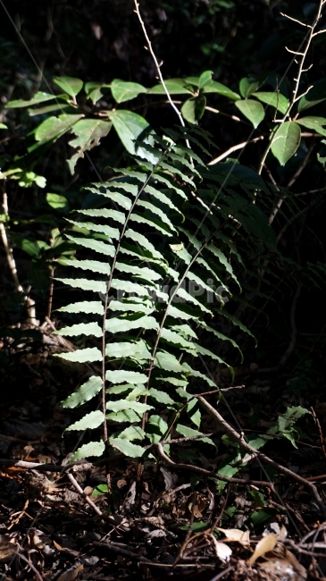 자연,숲,고사리,풀,신비,고요함,비자림,식물,자연,plants,nature