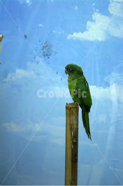새,조류,앵무새,color,bird,동물,animal,조류,새,birds