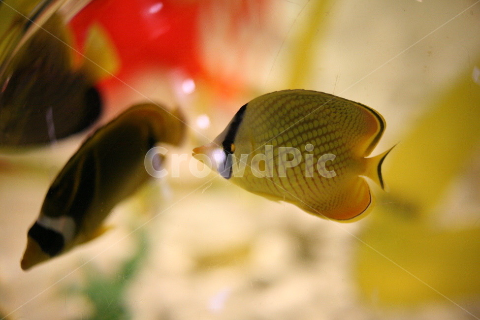물고기,fish,동물,animal,sea,바다