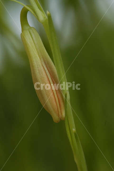 식물,꽃,flower,나리꽃,화분