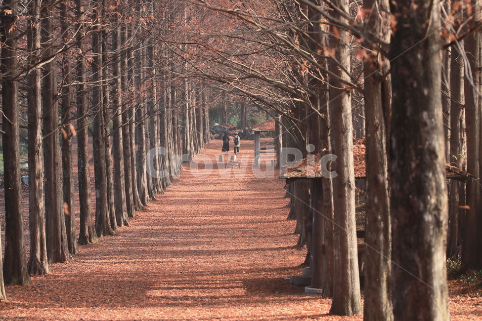 산길,가로수길,메타세콰이어,가을,단풍,수목원,경남수목원,가을,계절,fall,autumn,season,자연,풍경,nature,landscape,한국자연풍경,한국자연경관,korea nature landscape,plant,식물,tree,나무,tree trunk,나무 줄기