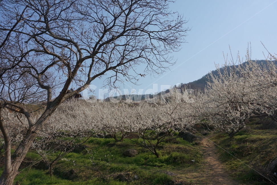 매화마을,매화나무,봄꽃,봄,매화,봄,계절,spring,season,자연,풍경,nature,landscape,한국자연풍경,한국자연경관,korea nature landscape,plant,식물,tree trunk,나무 줄기,tree,나무,blossom,꽃,flower