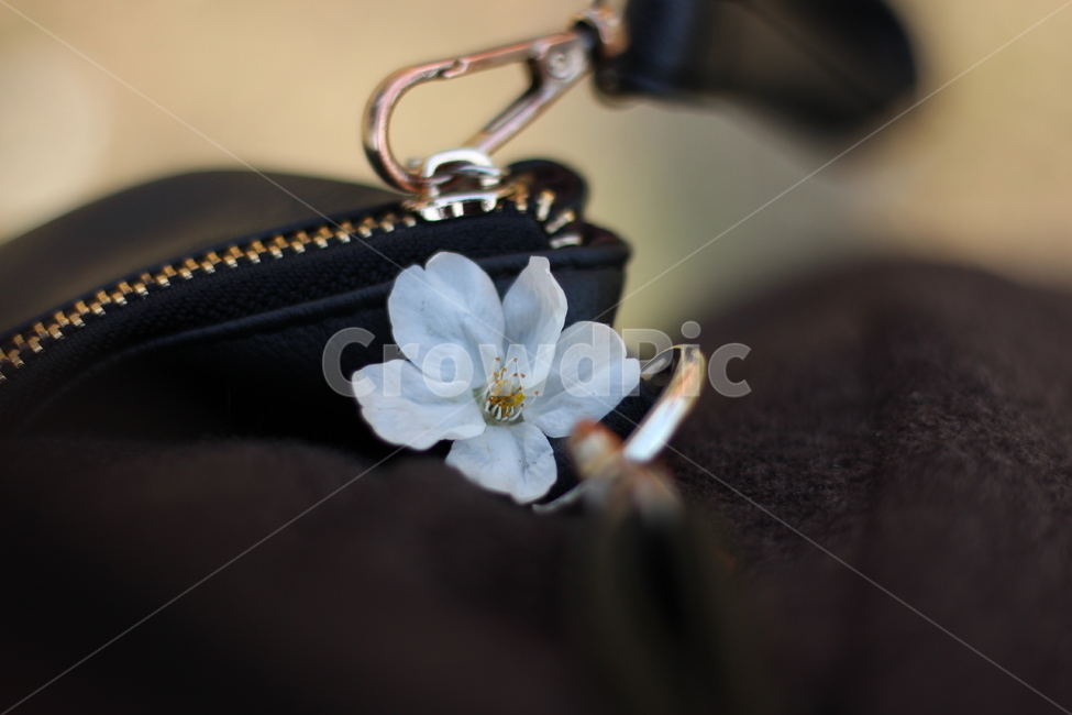 봄,봄꽃,벚꽃,꽃,spring,springtime,cherryblossom,landscape,scenery,flower,picture,풍경,감성,감성사진,스냅,스냅사진,snap,봄,계절,spring,season,꽃,flower