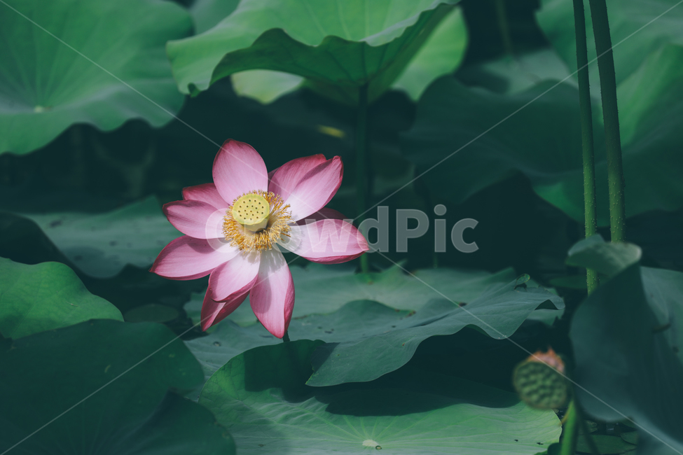연꽃,연,포인트,연잎,연꽃축제,식물,자연,plants,nature,꽃,flower
