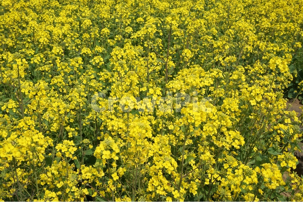 제주도,유채꽃,나무,노란색,꽃,yellow,green,flowers,봄,계절,spring,season,식물,자연,plants,nature,꽃,flower,plant,field,들,grassland,목초지,outdoors,옥외