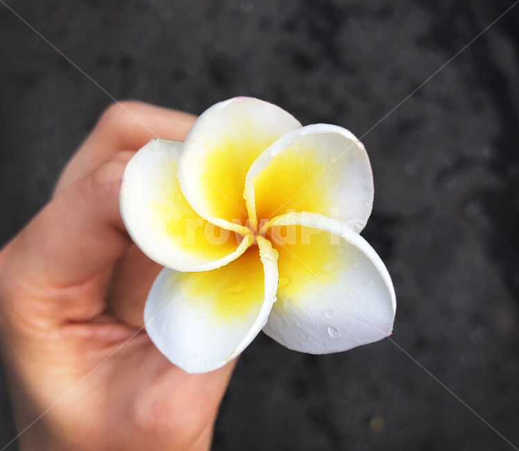 꽃잎,꽃,하얀꽃,베트남꽃,프랑기파니,frangipani,whiteflower,vietnamese,vietnameseflower,petal,blossom