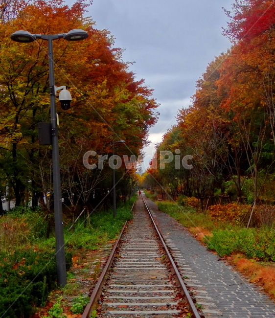 가을,단풍,기찻길,감성,풍경,산책,가로등,나무,fall,autumn,emotion,walking,tree,가을,계절,fall,autumn,season,교통,교통수단,traffic,transportation,rail,레일,train track,railway,철도