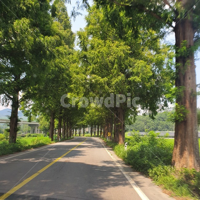 가로수,메타세콰이어,도로,나무,풍경