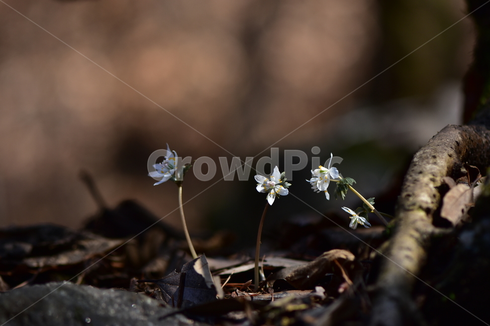 너도바람꽃,야생화,봄,꽃,풀꽃,자연,식물,식생,감성,힐링,plants,nature,spring,season,flower,emotion,feeling,흰색,초본,너도바람꽃속