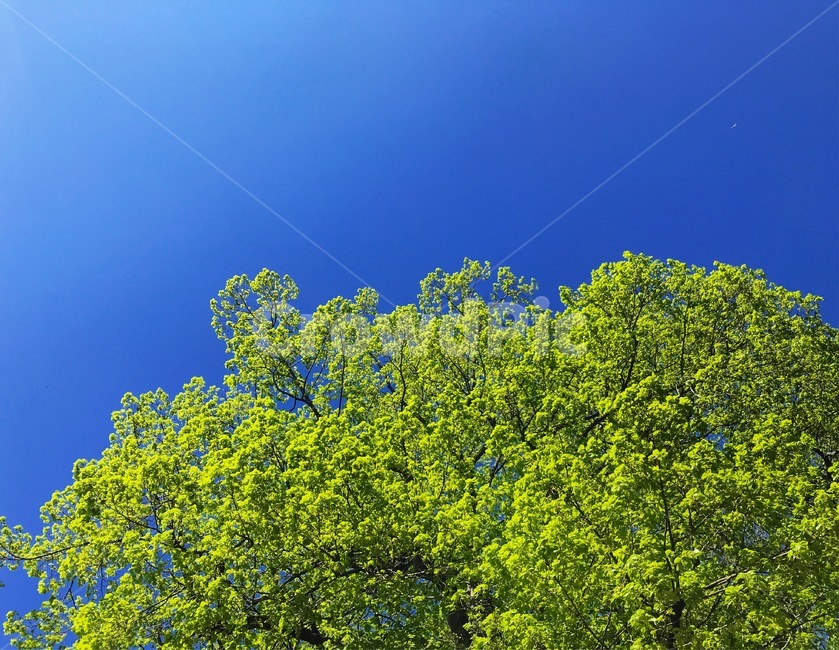 나무,하늘,푸름,초록,파랑,sky
