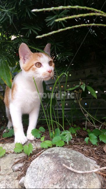 cat,고양이,귀여움,자연,화창