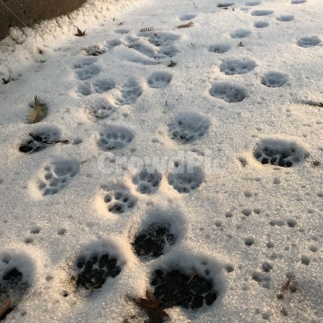 발자국,눈,겨울,snow,자연,풍경,landscape,자연풍경,winter,계절,season,발,paw,겨울,계절,winter,season