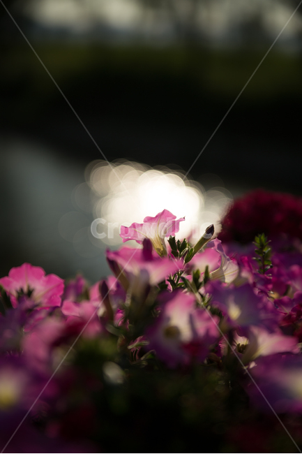 Outfocusing,landscape photography,sunset,backlit photo,flower,Emotional photo
