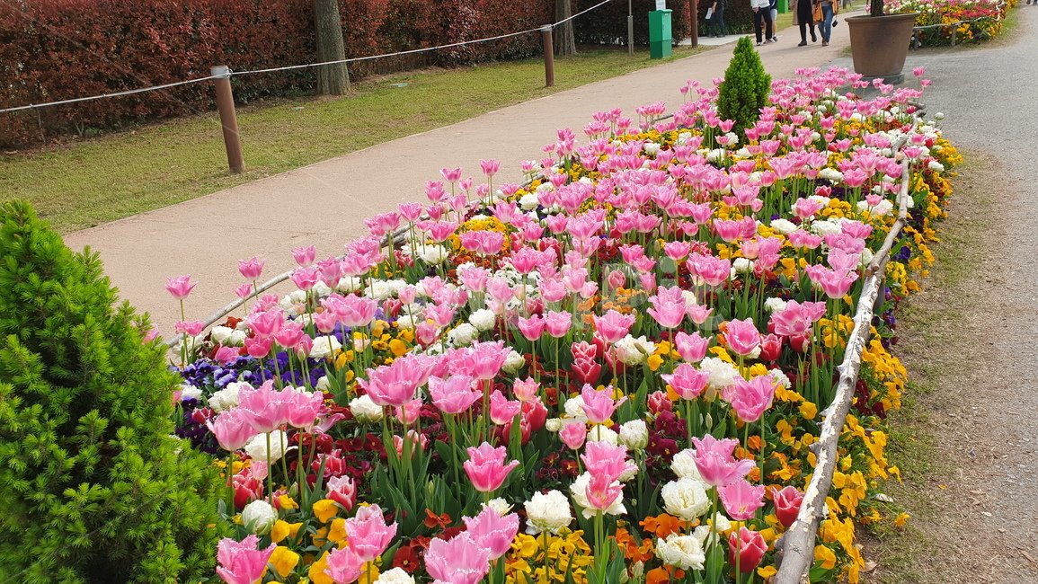 순천만정원,순천만,순천만국가정원,꽃,순천만국가정원꽃,plant,식물,human,person