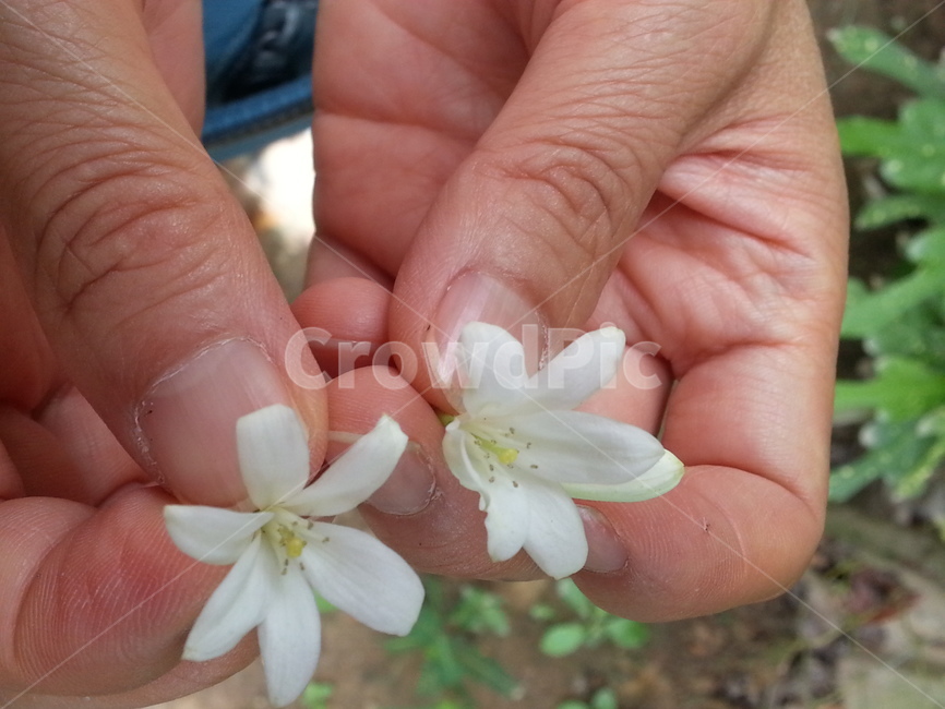 여름,summer,동남아,plant,식물,leaf,잎,자스민,jasmine,자스민꽃,꽃,flower,finger,손가락