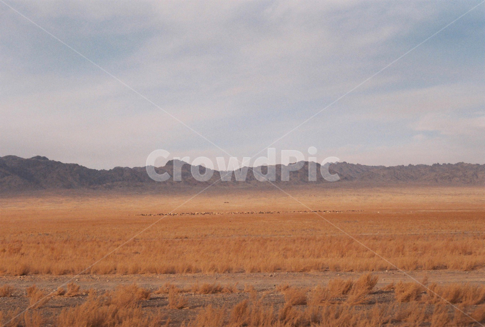 몽골,자연,고비사막,사막,황금,목초지,들판,자연,풍경,nature,landscape,해외,외국,세계,foreign,oversea,world,세계자연풍경,해외자연풍경,외국자연풍경,world nature landscape
