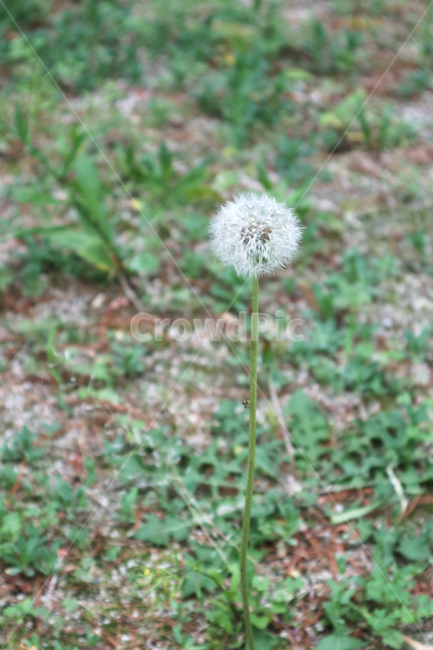plant,식물,blossom,꽃,flower,dandelion