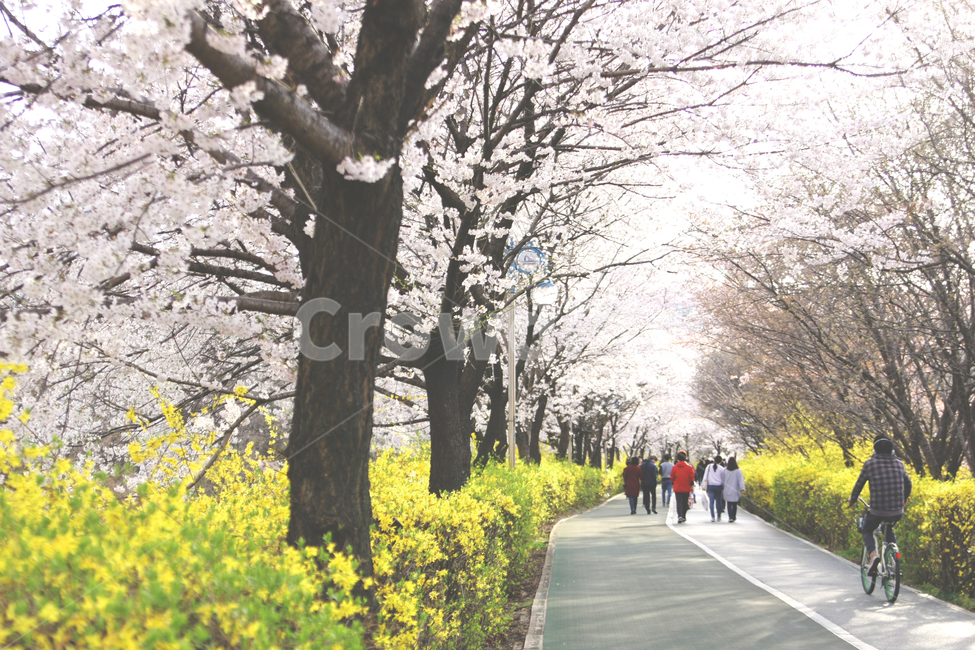 벚꽃,봄,감성,꽃놀이,개나리,봄날,봄,계절,spring,season,자연,풍경,nature,landscape,transportation,교통,bicycle,자전거,vehicle,차량,bike,plant,식물,blossom,꽃,flower