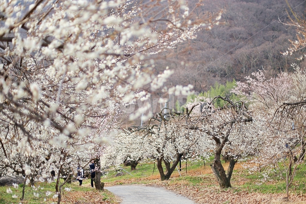 하동,경남하동,매화마을,매화축제,매화꽃,매화,꽃,flower,hadong,봄,계절,spring,season,자연,풍경,nature,landscape,plant,식물,cherry blossom,벚꽃,blossom