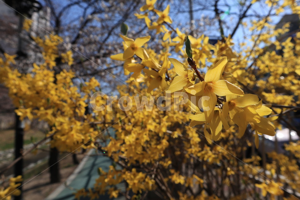봄,개나리,시즌,season,사람없음,spring,국내,노란색,자연,봄,계절,spring,season,식물,자연,plants,nature,꽃,flower,plant,leaf,잎,tree,나무