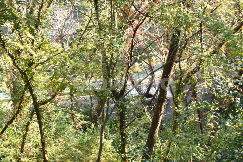 숲,초목,자동차,길,나무,자연,풍경,nature,landscape