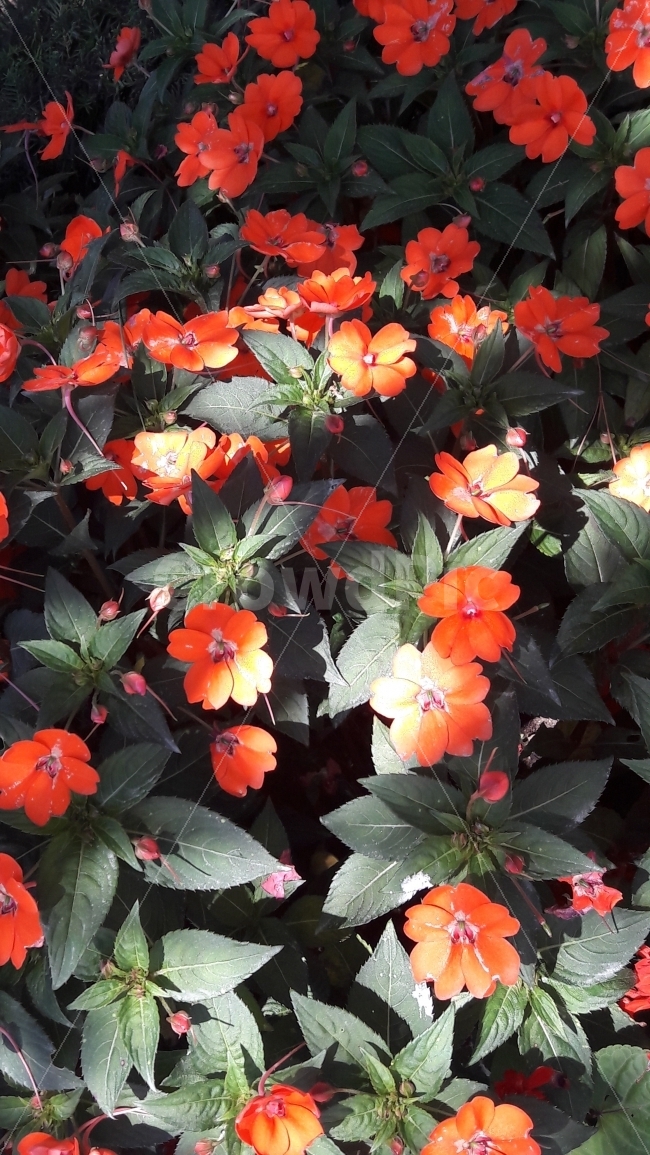 꽃,자유공원,주황색,뉴기니,봉선화,식물,자연,plants,nature,꽃,flower