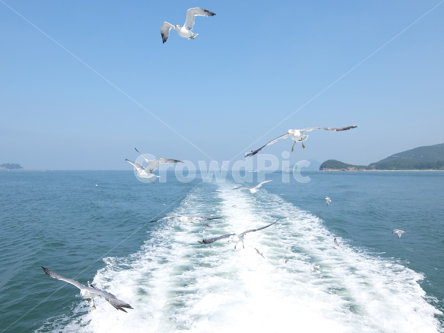선유도,섬,서해,바다,갈매기,군산,동물,animal,조류,새,birds