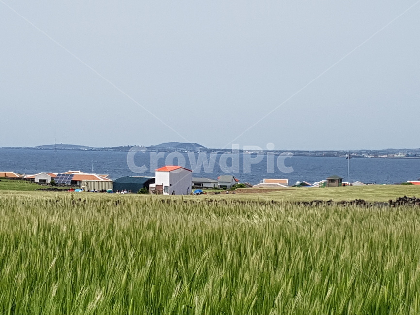 가파도,청보리,제주도,봄,제주,자연,풍경,nature,landscape,한국자연풍경,한국자연경관,korea nature landscape,제주도,jeju,jeju island,시골,마을,country,rural,town