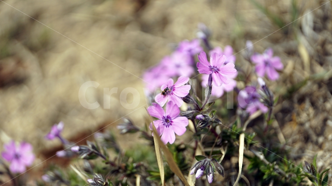 봄,꽃,플라워,spring,flower,봄꽃,식물,자연,이파리,풀,산,산속,산길,산책,산보,4월,화단,꽃밭,nature,april,환경,지면패랭이꽃,꽃잔디,꽃잎,땅,토지,흙,벌,꿀벌,말벌,일벌,곤충,bee,insect,식물,자연,plants,nature,동물,animal,곤충,벌레,insect,bug,꽃,flower
