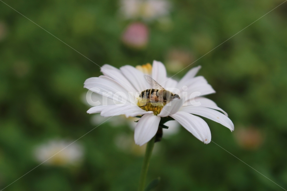 민들레,벌,식물,꽃,자연,dandelion,흰색,맑음,아름다움,풍경,접사,가을,nature,벌레,곤충,plant,씨,홀씨,민들레홀씨,풀,잔디,flower,plants,식물,자연,plants,nature,꽃,flower,동물,animal,곤충,벌레,insect,bug