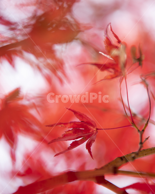 단풍,가을,나무,공원,휴식,식물,가을,계절,fall,autumn,season