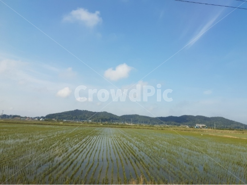 하늘,시골,논,밭,여유