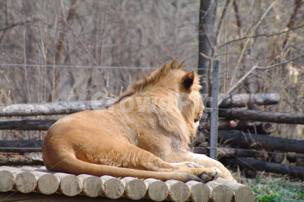 야생동물,wildlife,야생동물,mammal,포유류,사자,lion,동물,animal,동물,animal,포유류,mammal