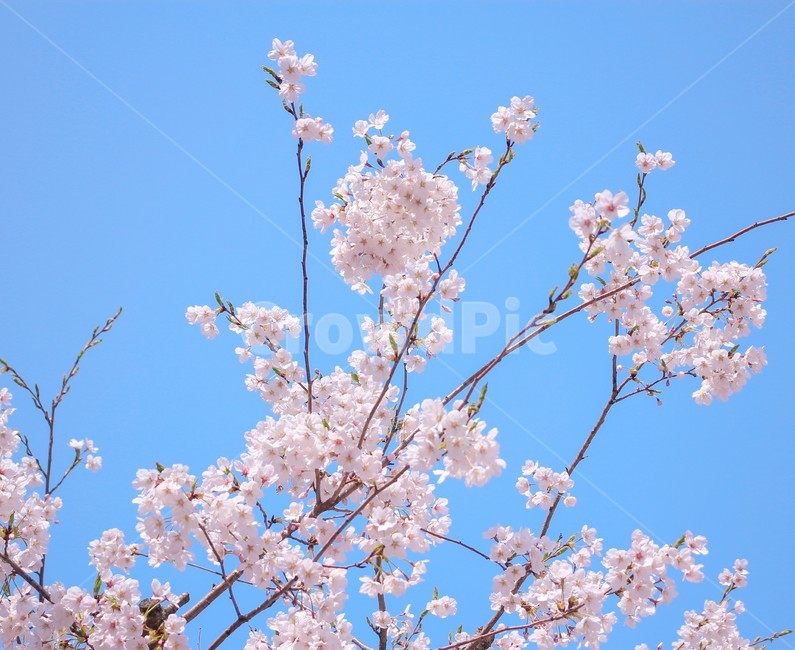봄,벚꽃,하얀색,분홍색,blossom,하늘,나뭇가지,봄,계절,spring,season,식물,자연,plants,nature,꽃,flower,plant