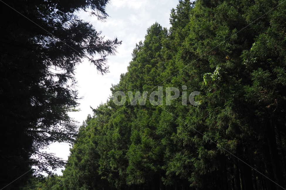 제주,제주도,사려니숲길,나무,하늘,자연,풍경,jeju,wood,forest,sky,nature,landsacpe