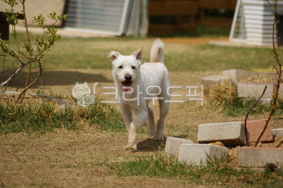 Sigorzab species,tongue,white dog,Pets,hair,hybrid,White,puppy,animal,dog,pet dog,mammalia,pet