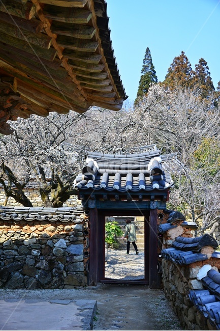 human,인간,person,사람,gate,문,outdoors,옥외,tree,나무,plant,식물,treetrunk,나무줄기,승주,선암사,사찰,절,매화,홍매화,선암매