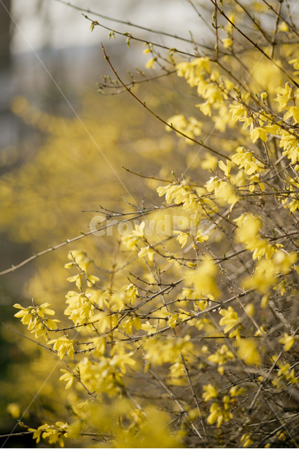 봄,꽃,식물,자연,flower,개나리,yellow,봄,계절,spring,season,식물,자연,plants,nature,꽃,flower,plant