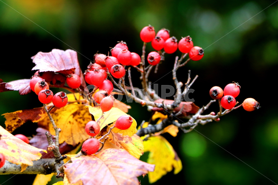 가을,열매,결실,풍경,자연,식물,자연,plants,nature,과일,열매,fruit
