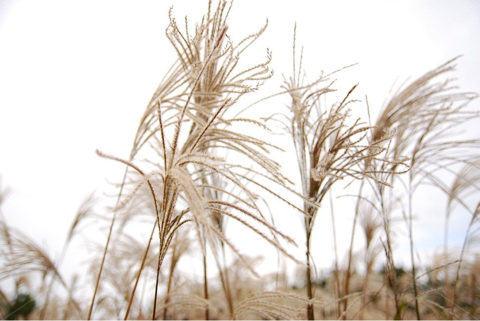 억새,자연,바람,풍경,식물,plant,제주,가을,풀,jeju,식물,자연,plants,nature