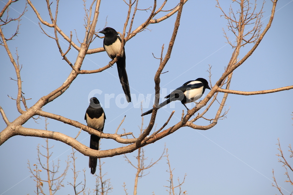 animal,동물,새,까치,명절,bird,동물,animal,조류,새,birds