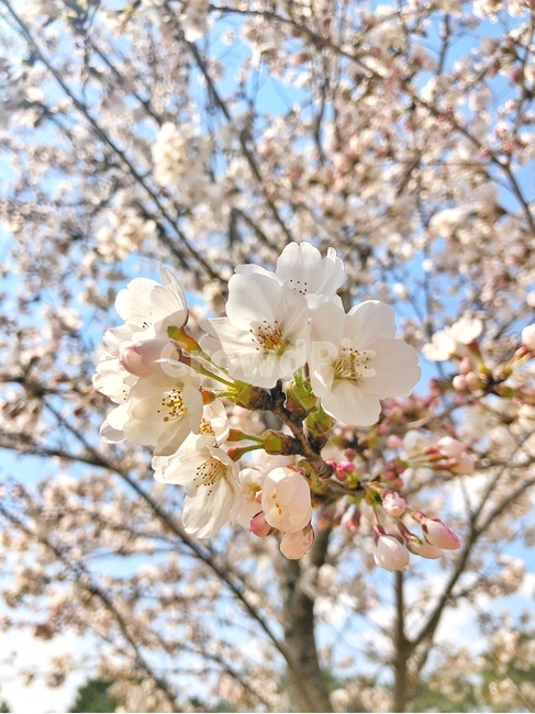 plant,식물,blossom,flower,꽃,cherryblossom,벚꽃,하늘,sky,봄