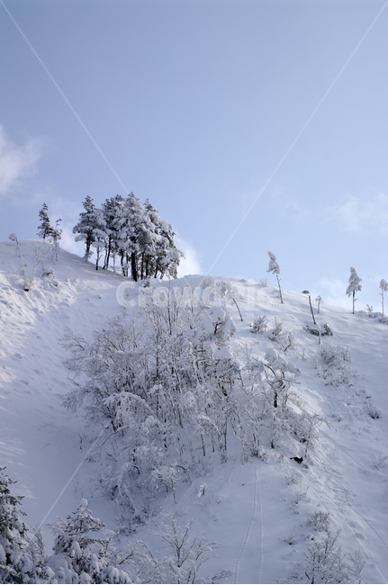 겨울,눈,설경,풍경,나무,겨울산,겨울,계절,winter,season