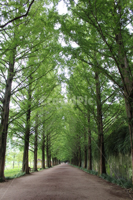 담양,메타세콰이어길,피톤치드,damyang,metase,metasequoia